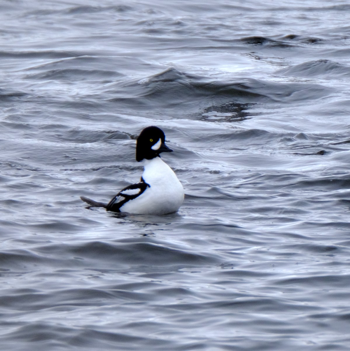 Barrow's Goldeneye - Jean-Marc Emery