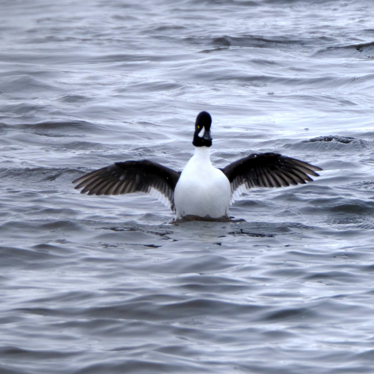 Barrow's Goldeneye - ML418621141