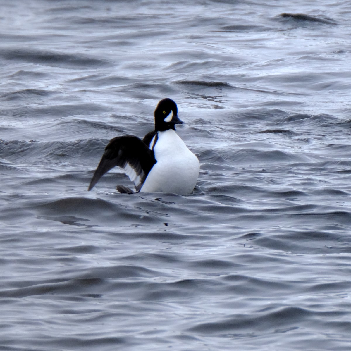 Barrow's Goldeneye - Jean-Marc Emery