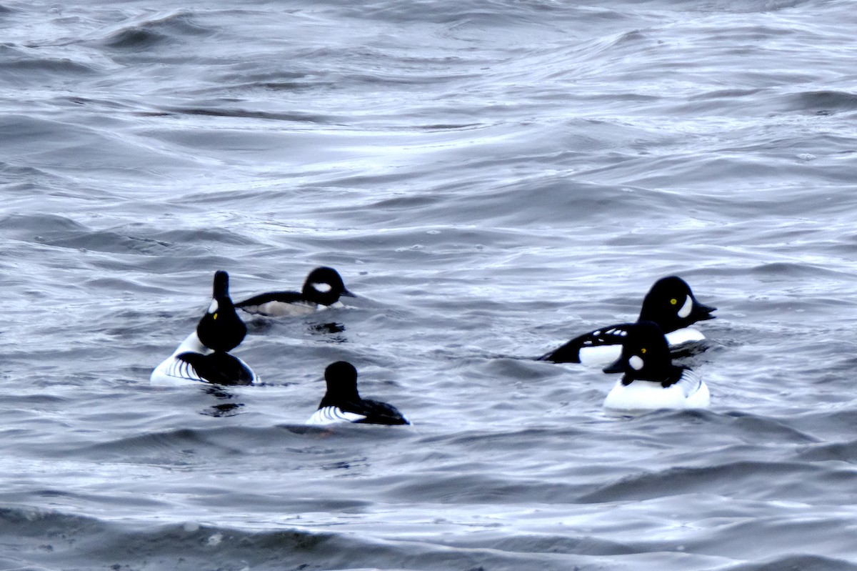 Barrow's Goldeneye - ML418621271