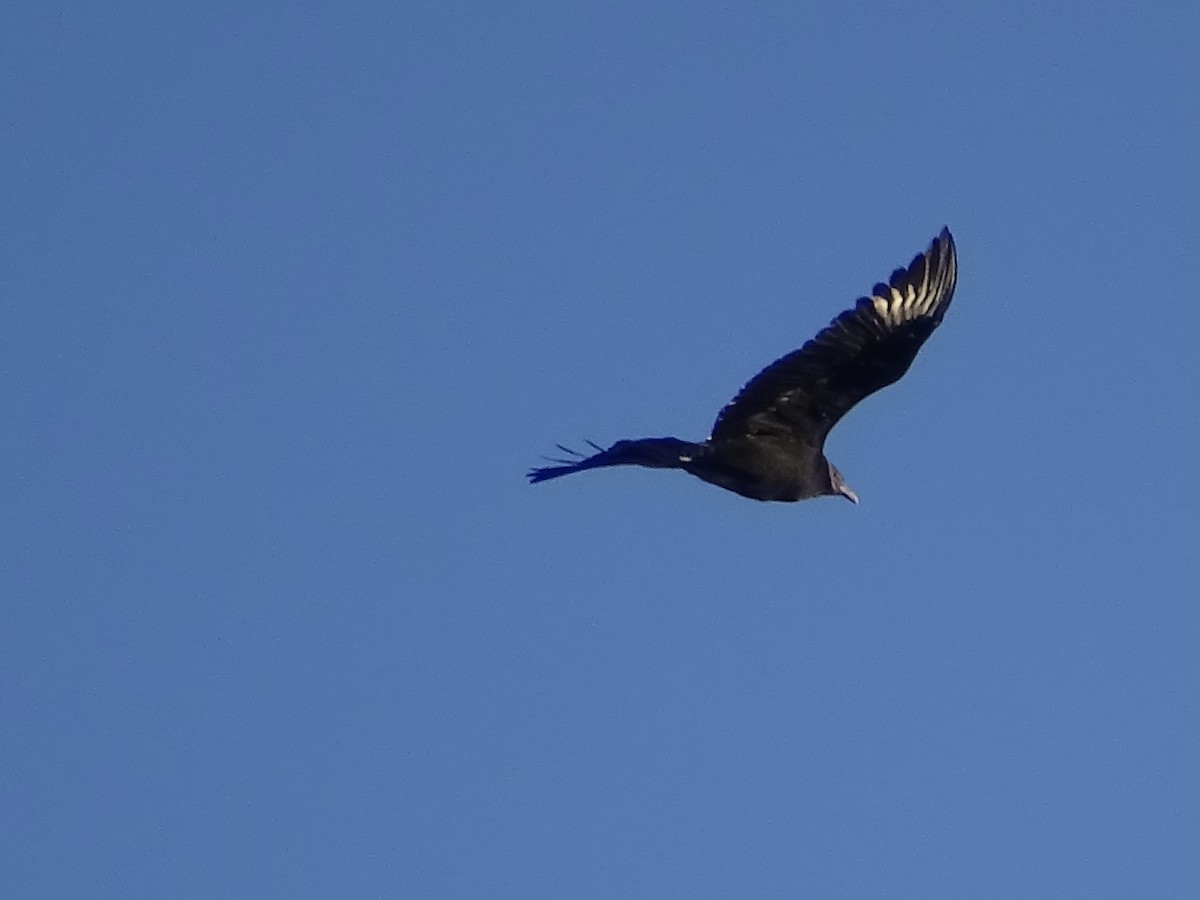 Black Vulture - ML418622281