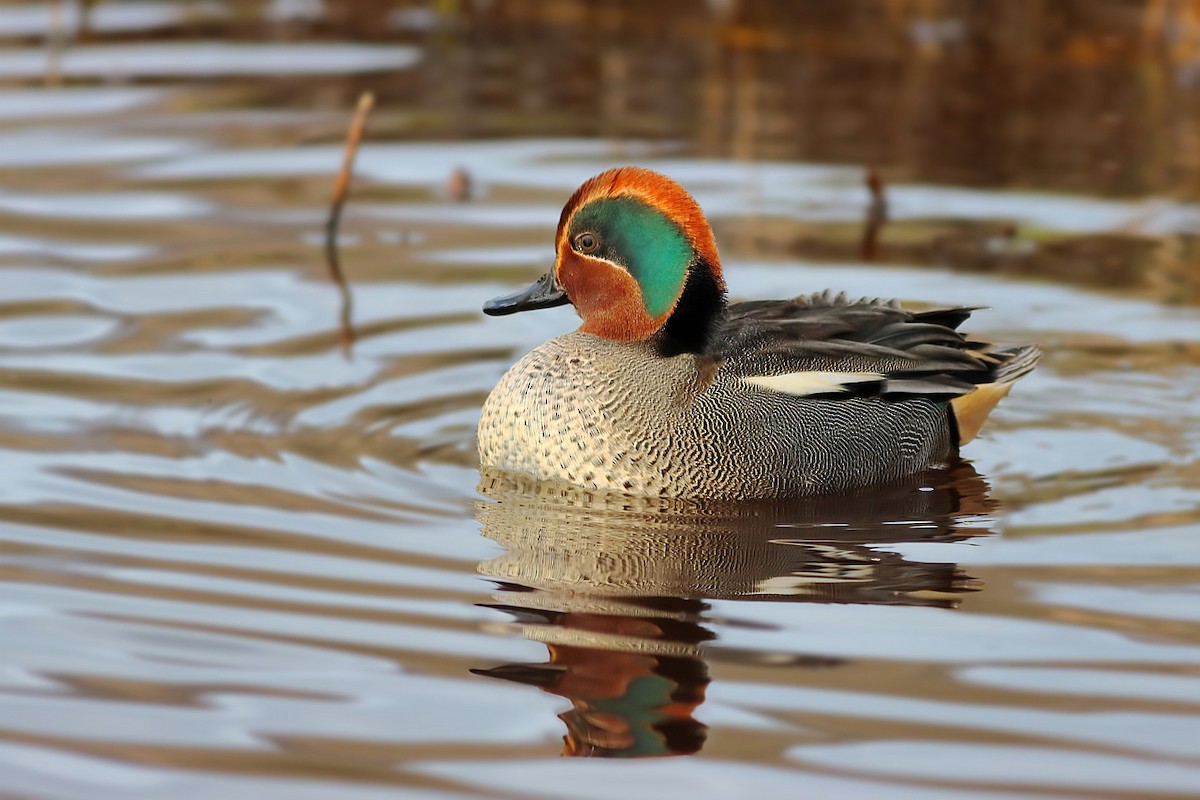 Green-winged Teal - ML418623391