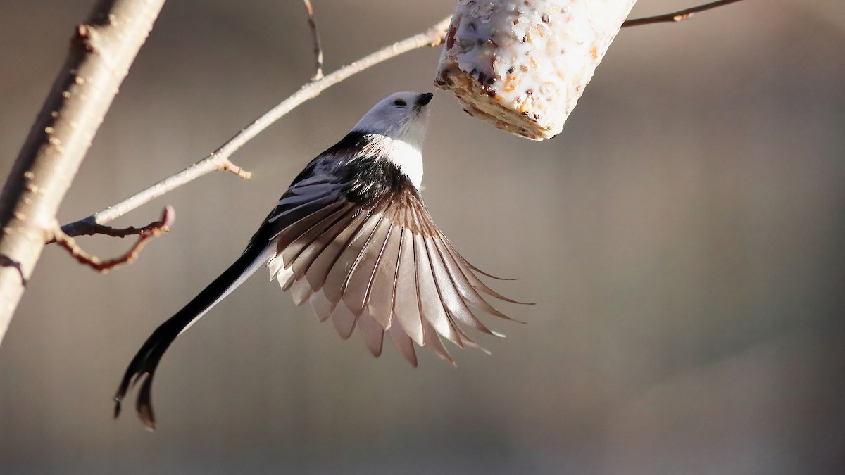 Long-tailed Tit - ML418623761