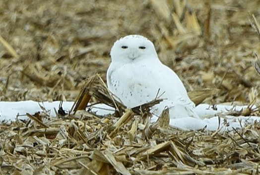 Snowy Owl - ML418623971