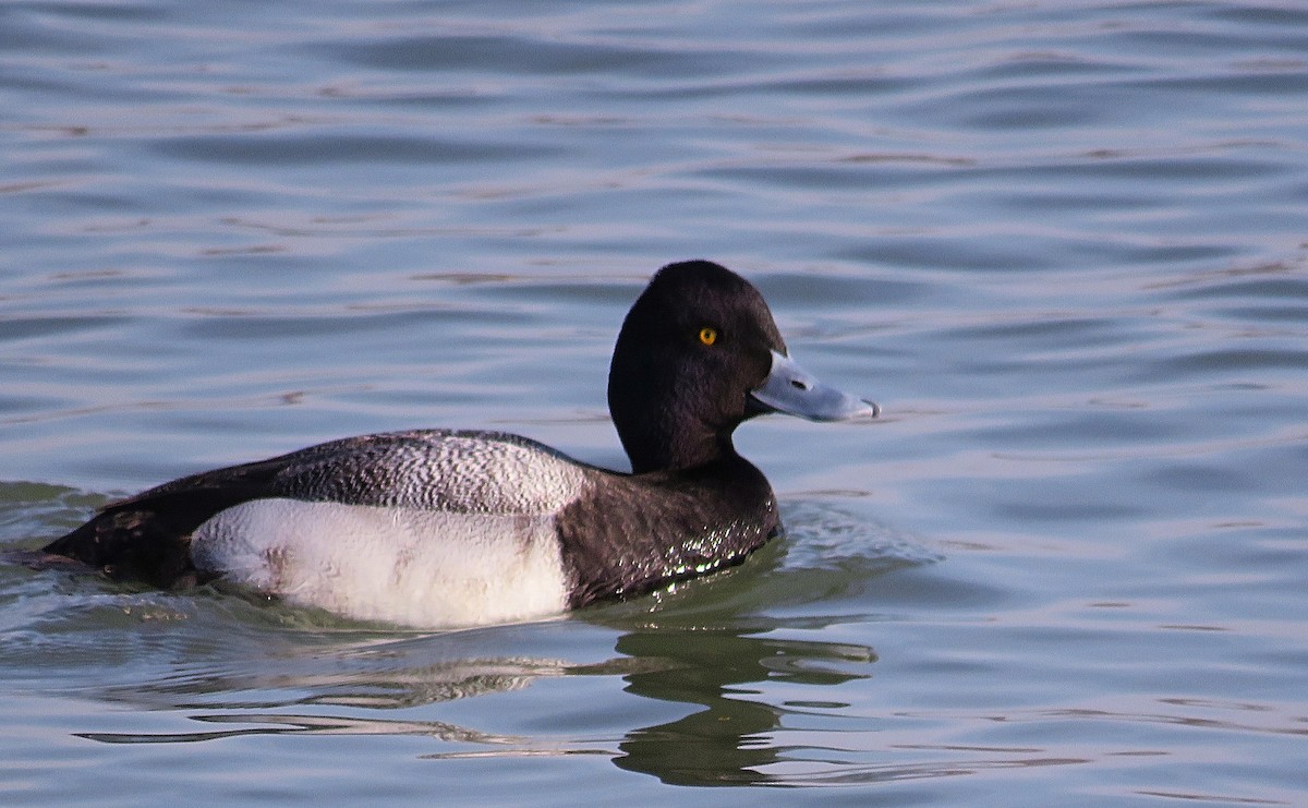 Lesser Scaup - ML418625551