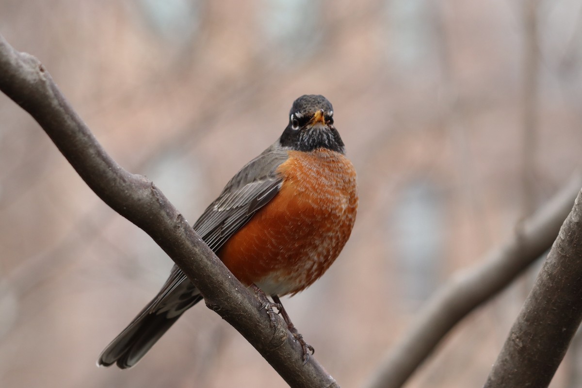 Zozo papargorria - ML418626611