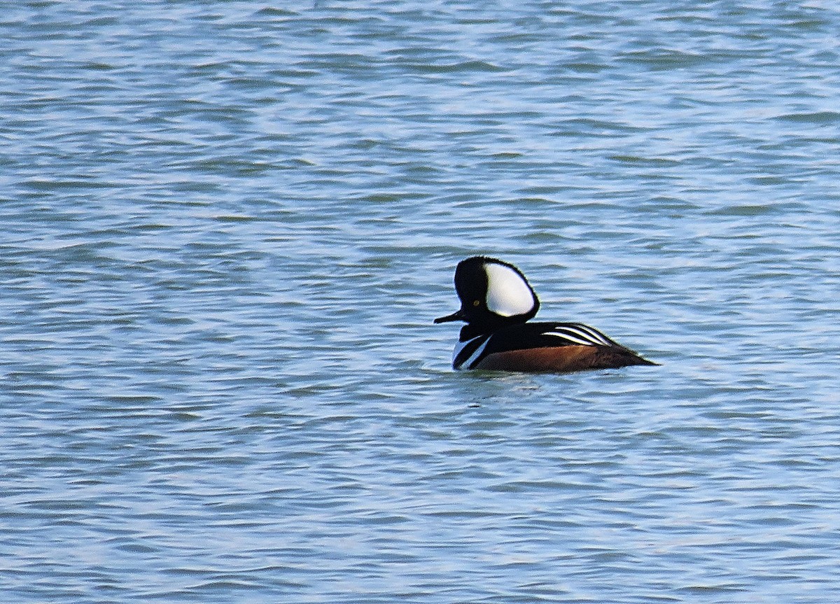 Hooded Merganser - ML418626701