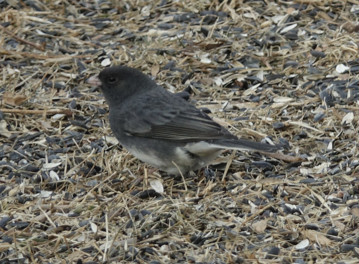 Dark-eyed Junco (Slate-colored/cismontanus) - ML418627151