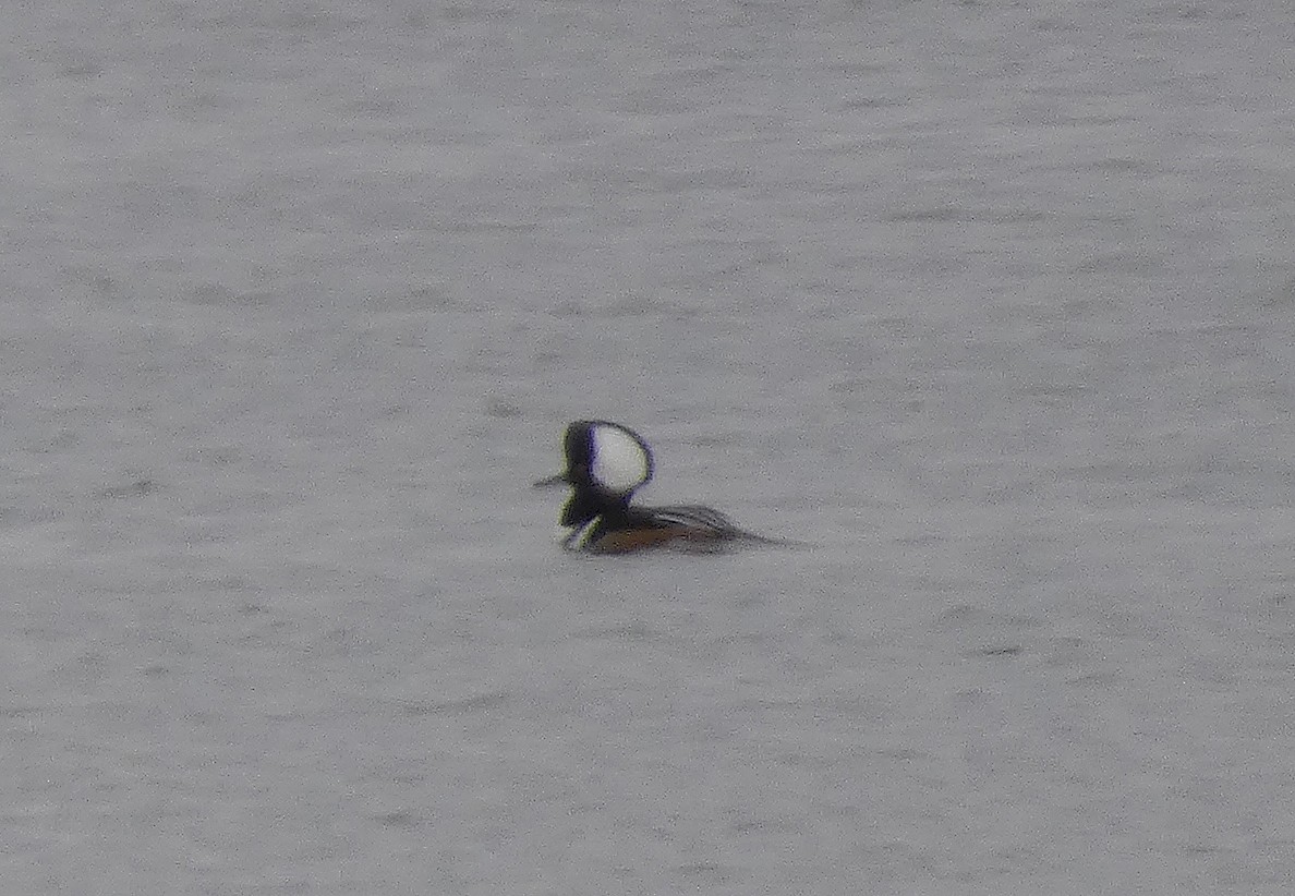 Hooded Merganser - Neal Ratzlaff