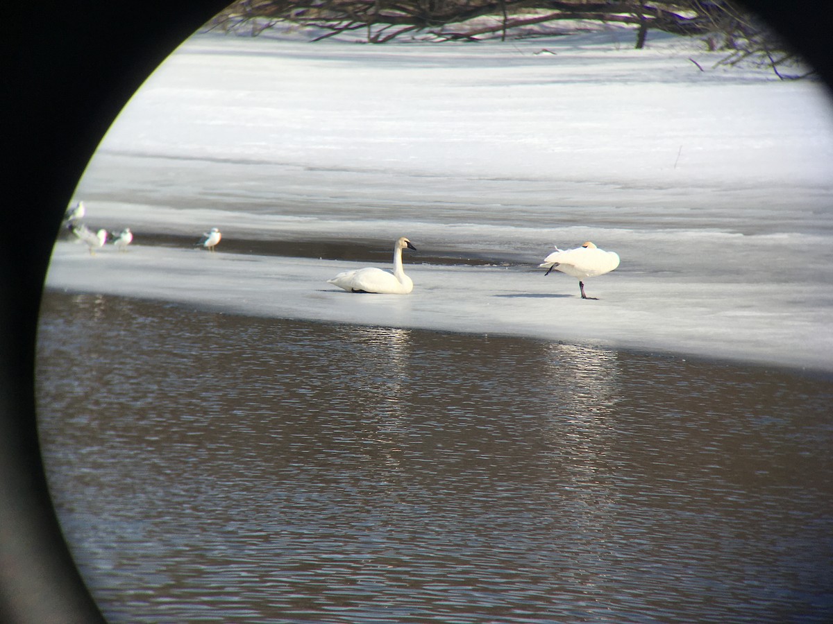 Trumpeter Swan - ML418630031