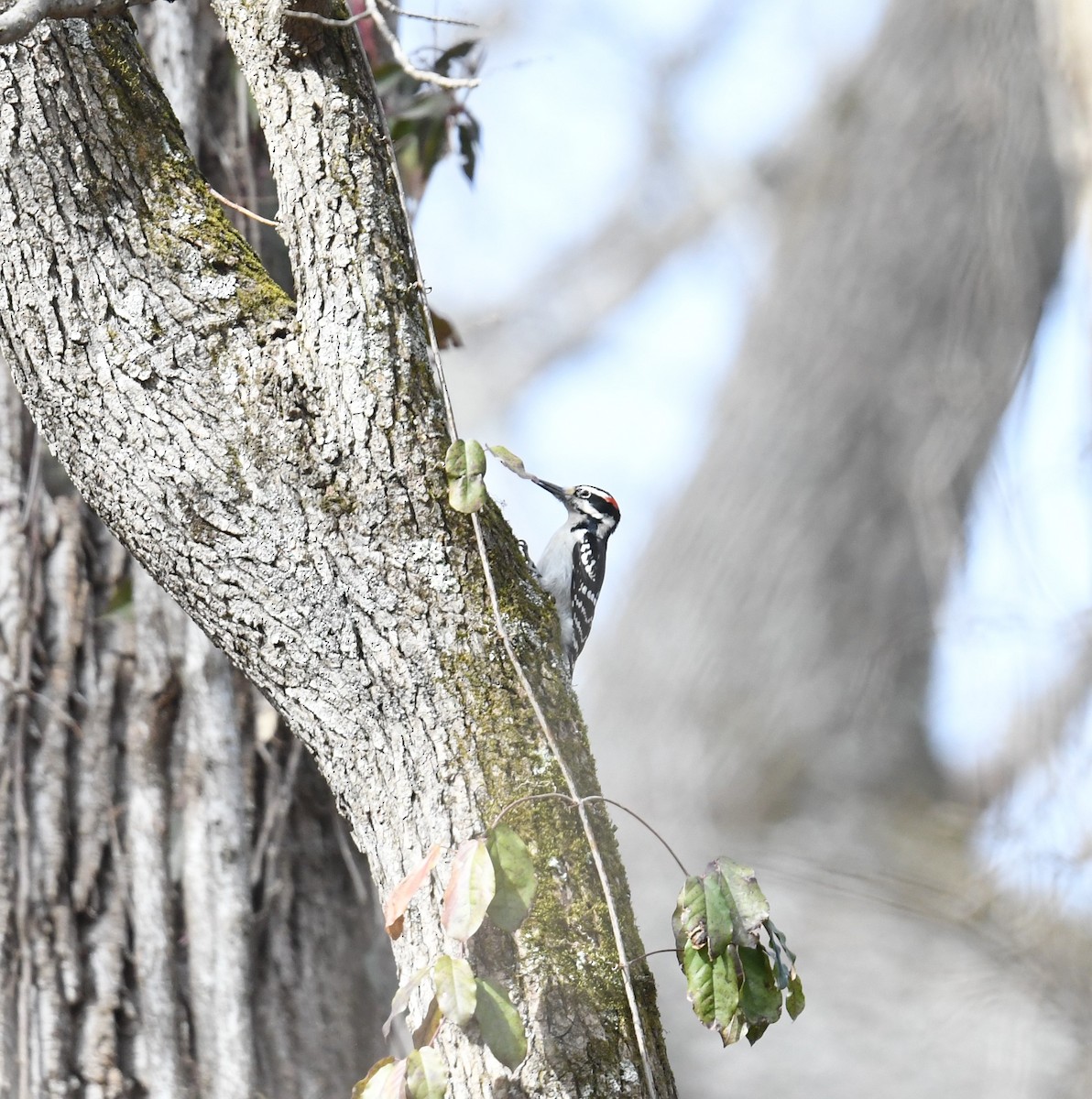 Hairy Woodpecker - ML418631341