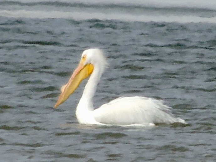 American White Pelican - Neva Damron