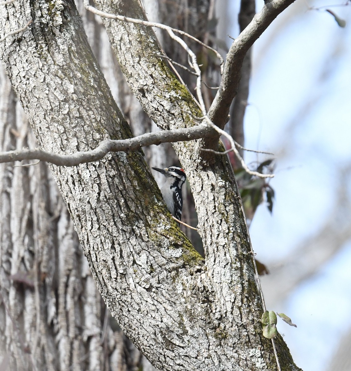 Hairy Woodpecker - ML418631581