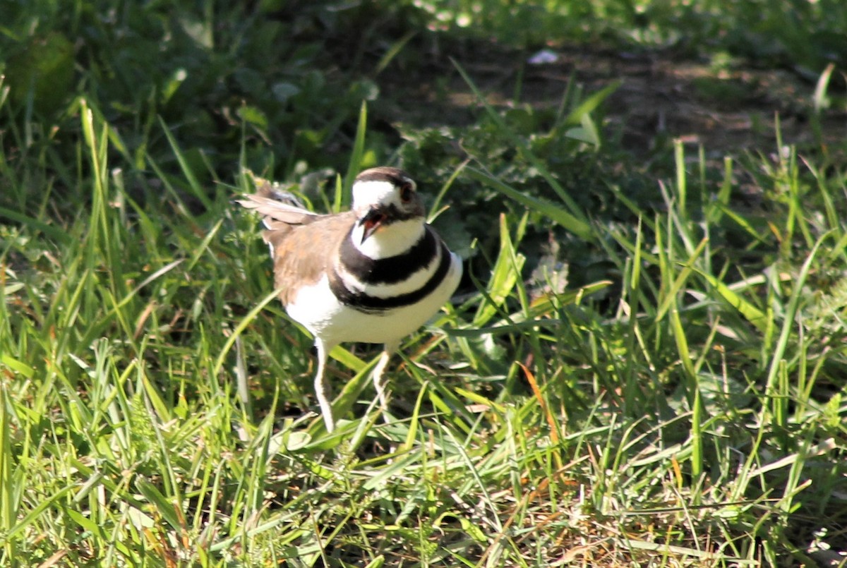 Killdeer - ML418631971