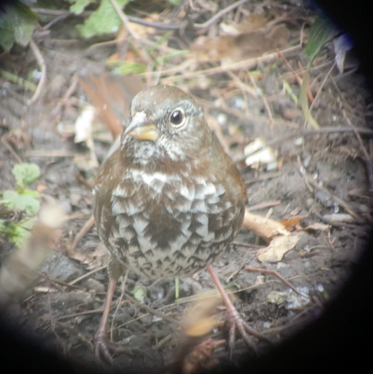 Fox Sparrow (Sooty) - ML418632691