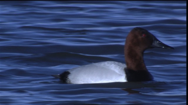 Canvasback - ML418634