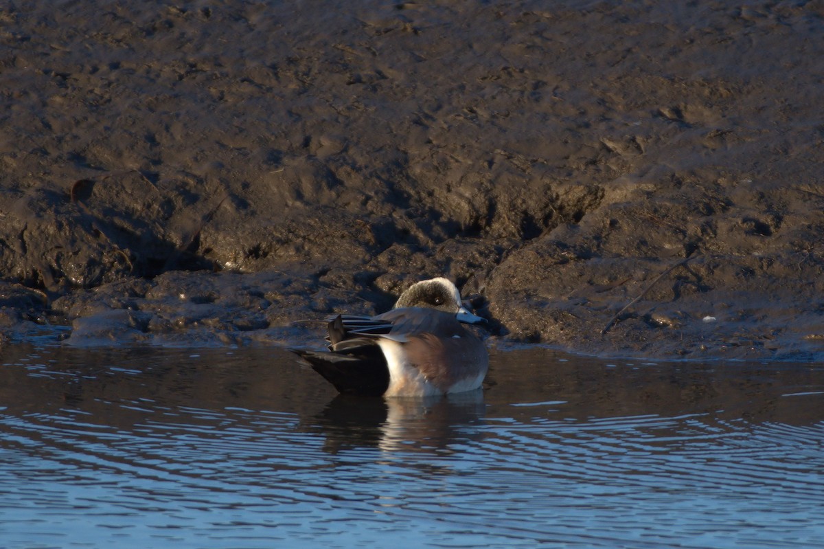 American Wigeon - ML418634781