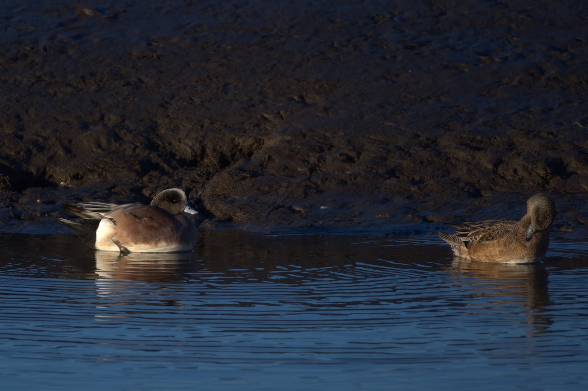 American Wigeon - ML418634791