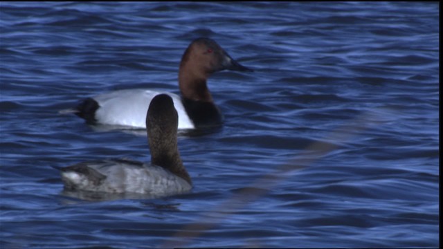 Canvasback - ML418635