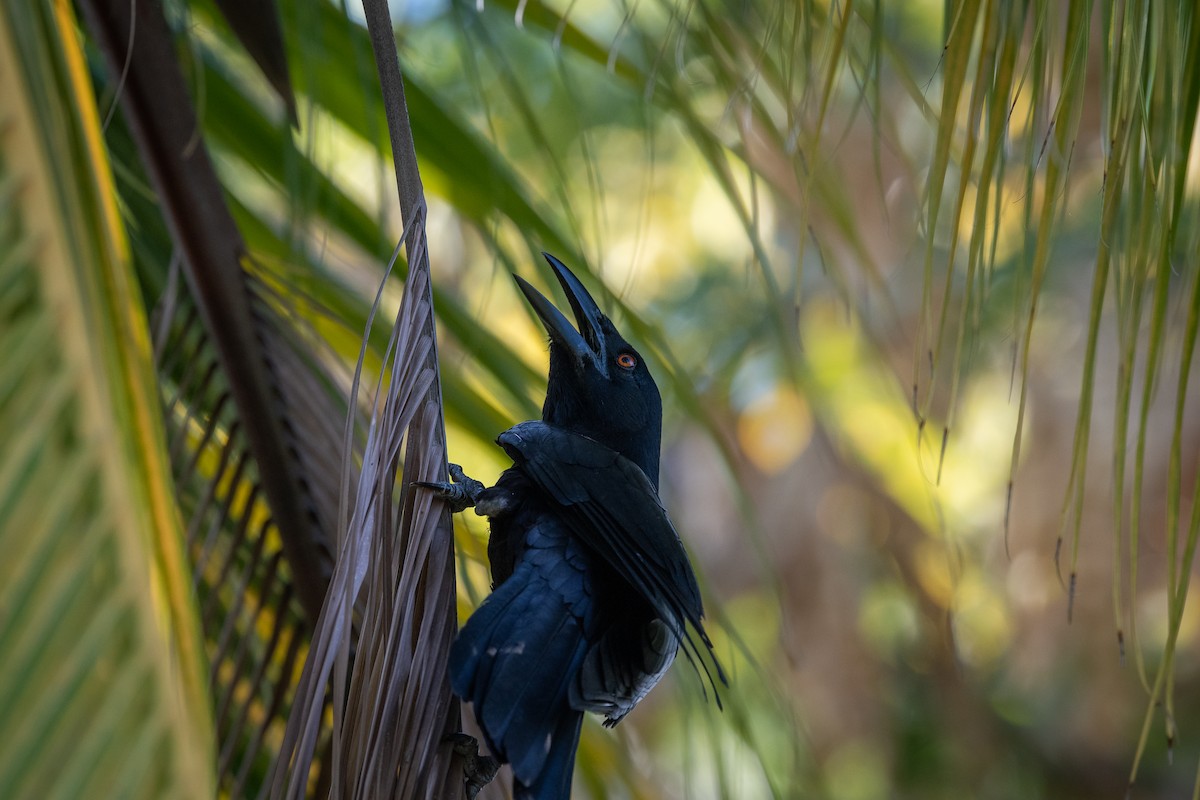 White-necked Crow - ML418635271