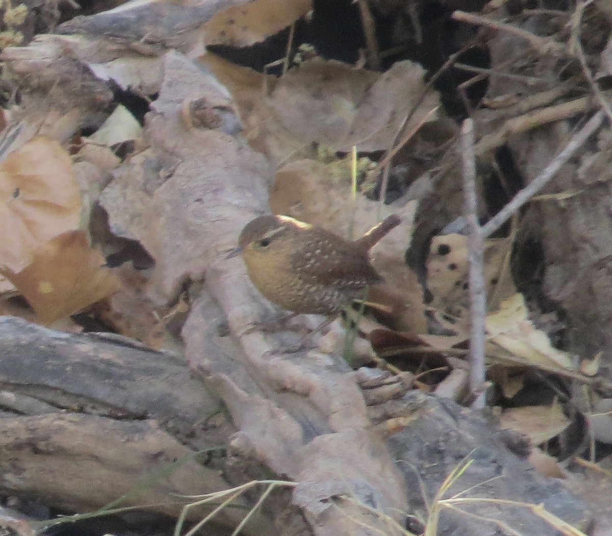 Winter Wren - ML418635651