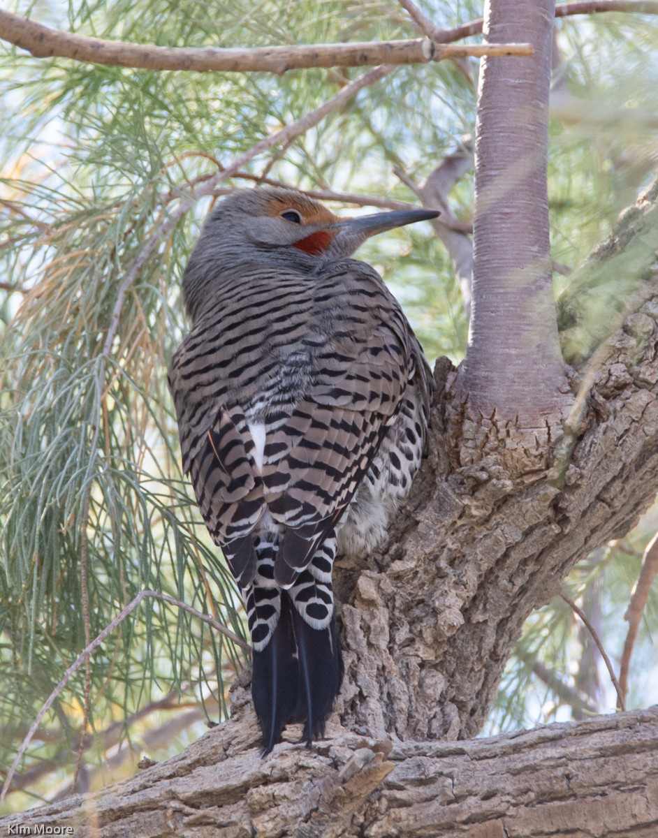 Northern Flicker - ML418636531