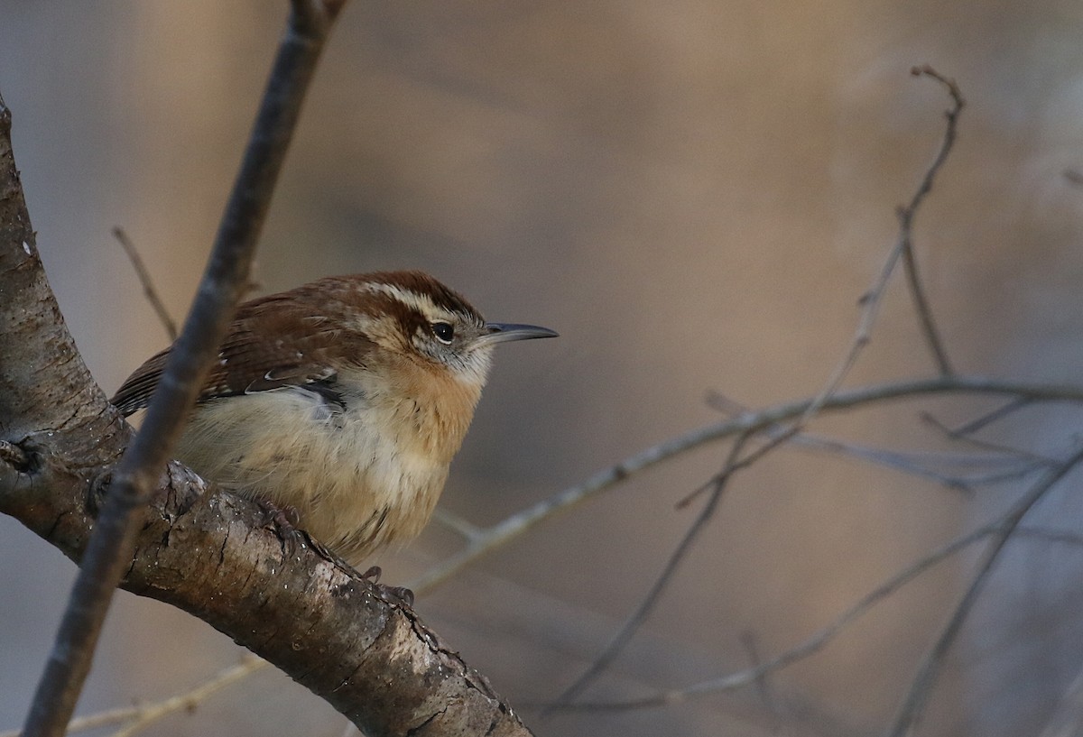 Carolina Wren - ML418636921