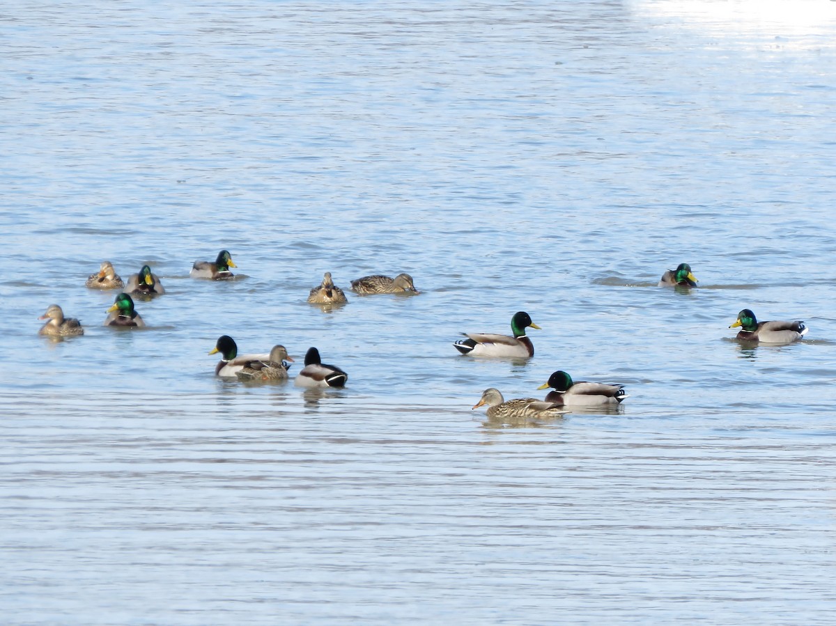 Mallard - ML418637021