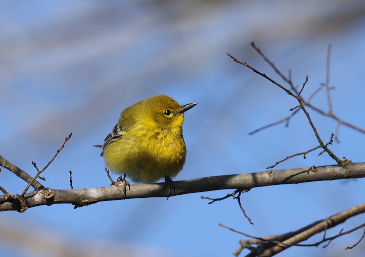 Pine Warbler - ML418637181