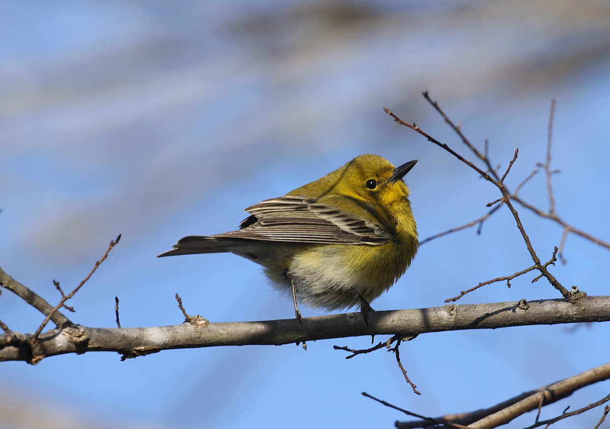 Pine Warbler - ML418637191