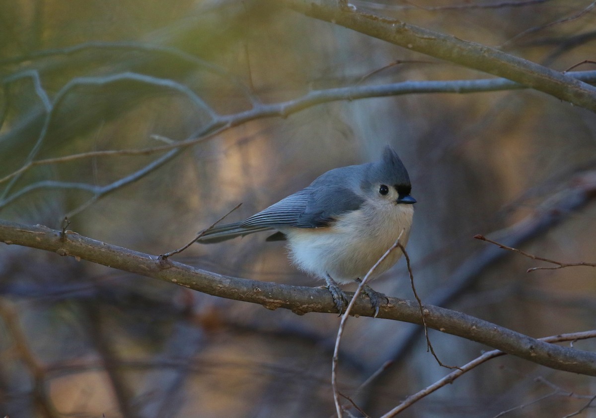 Tufted Titmouse - ML418637331