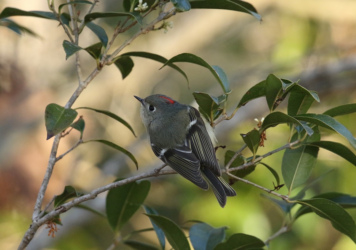 Ruby-crowned Kinglet - ML418637401