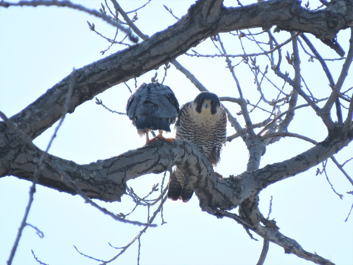 Peregrine Falcon - ML418637481