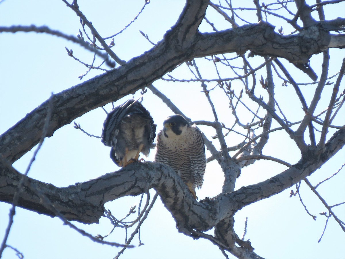 Peregrine Falcon - ML418637531