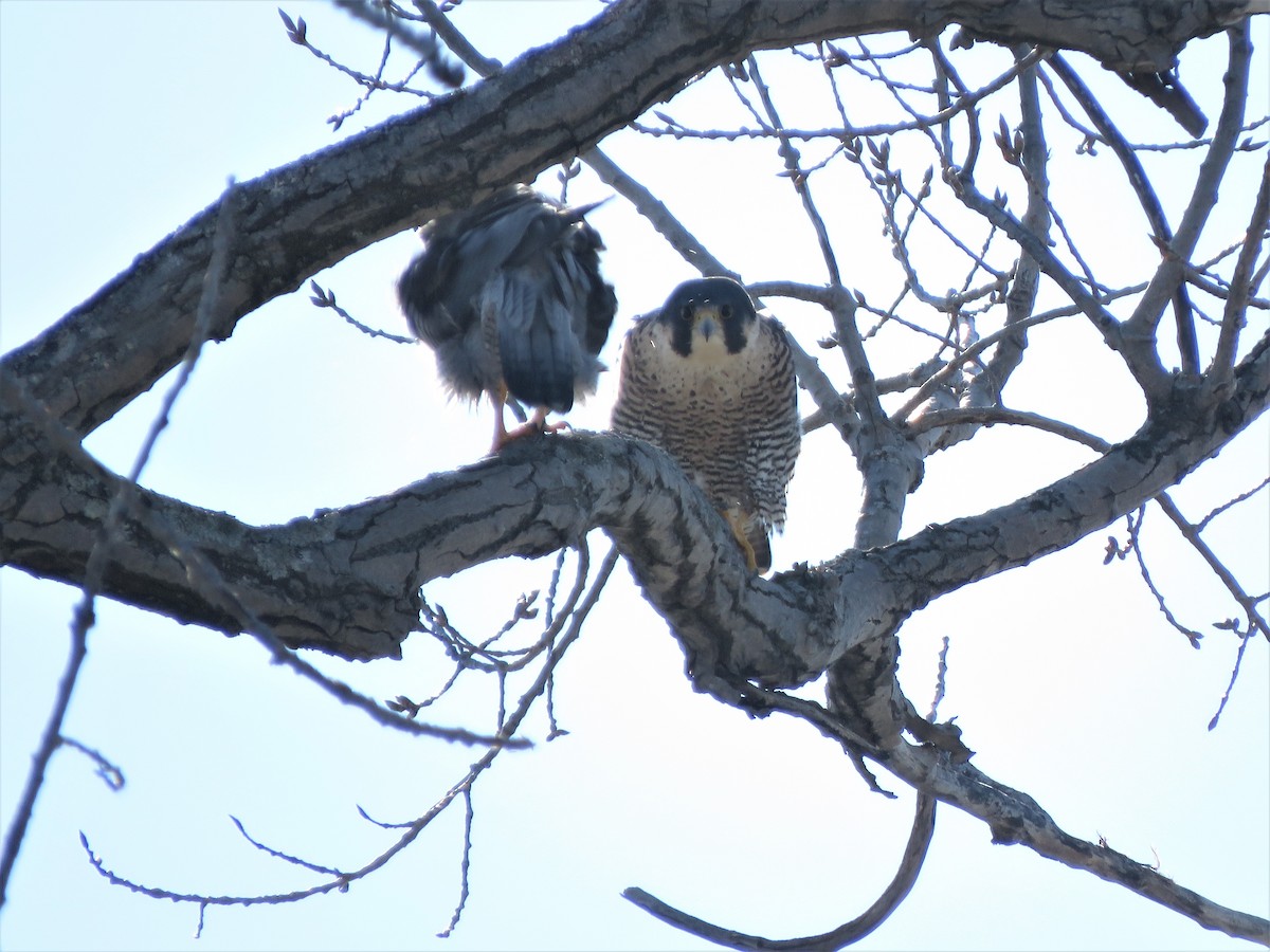 Peregrine Falcon - ML418637541