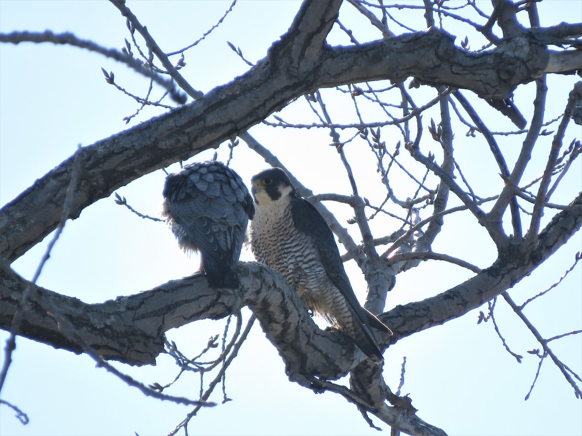 Peregrine Falcon - ML418637551