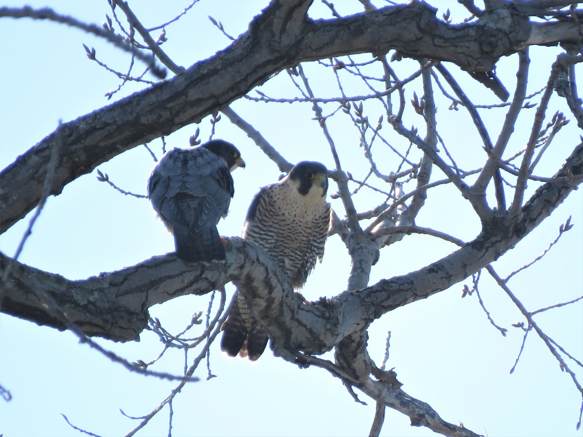 Peregrine Falcon - ML418637561