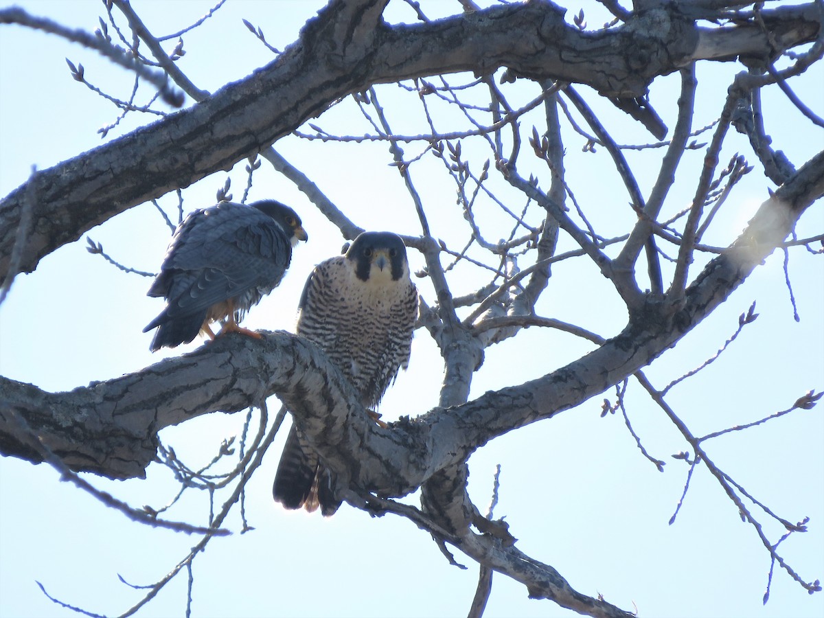 Peregrine Falcon - ML418637571