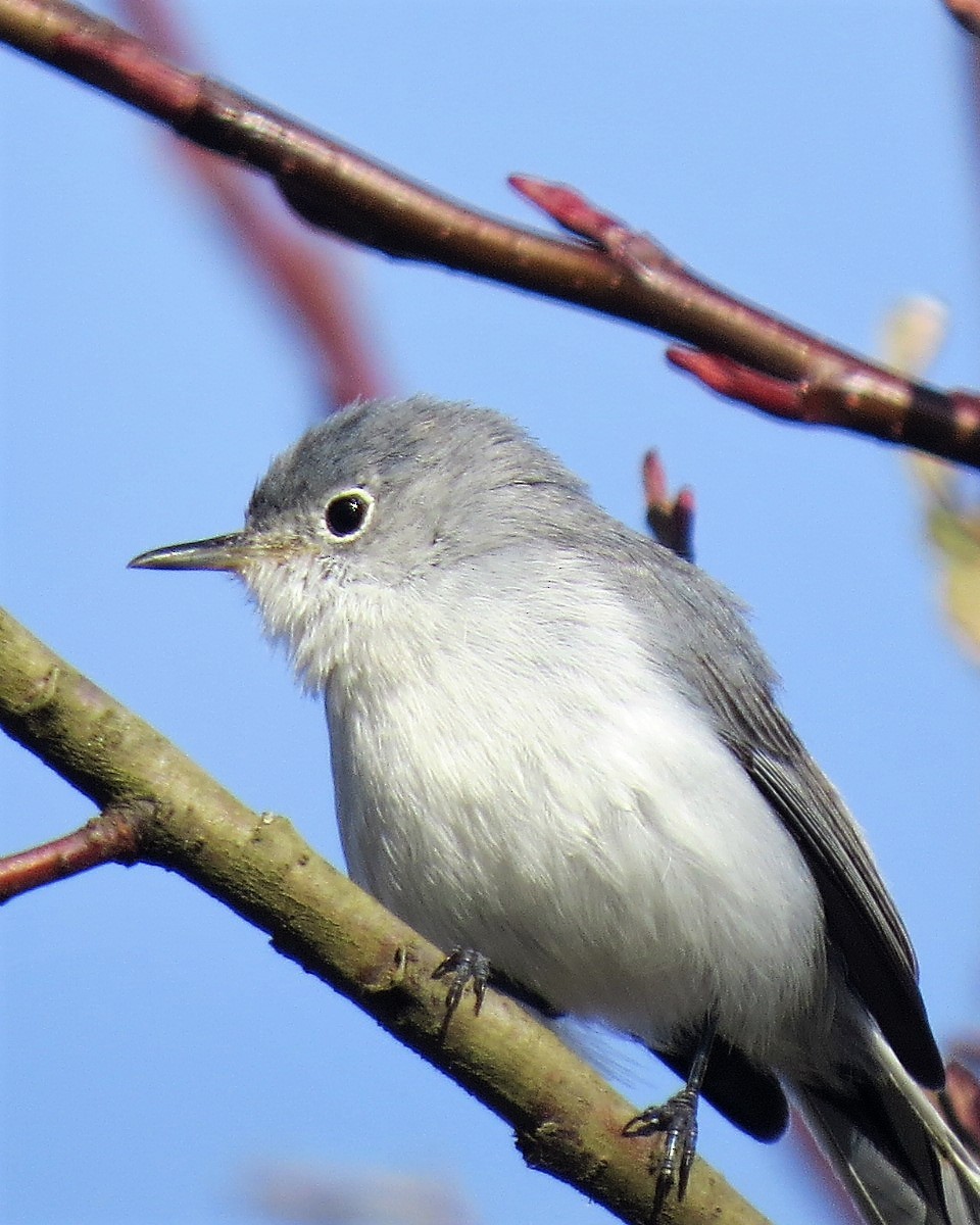 Blue-gray Gnatcatcher - ML41863801