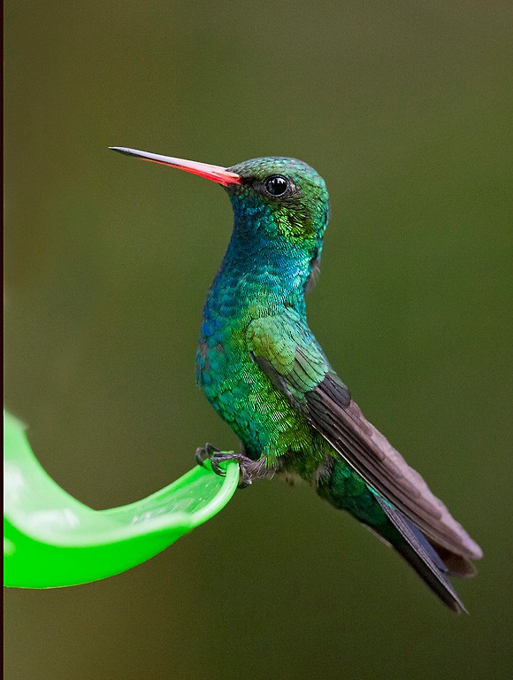 Glittering-bellied Emerald - ML418638041