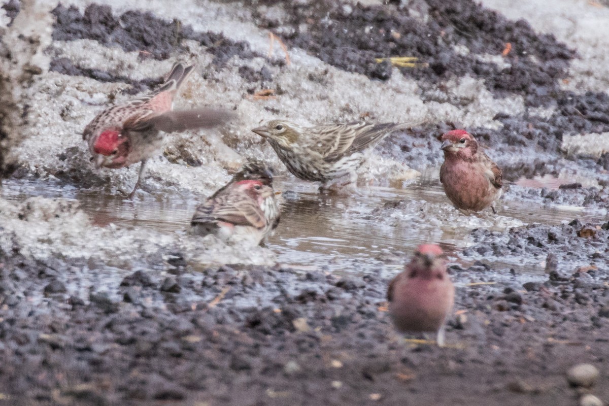 Cassin's Finch - ML418638381