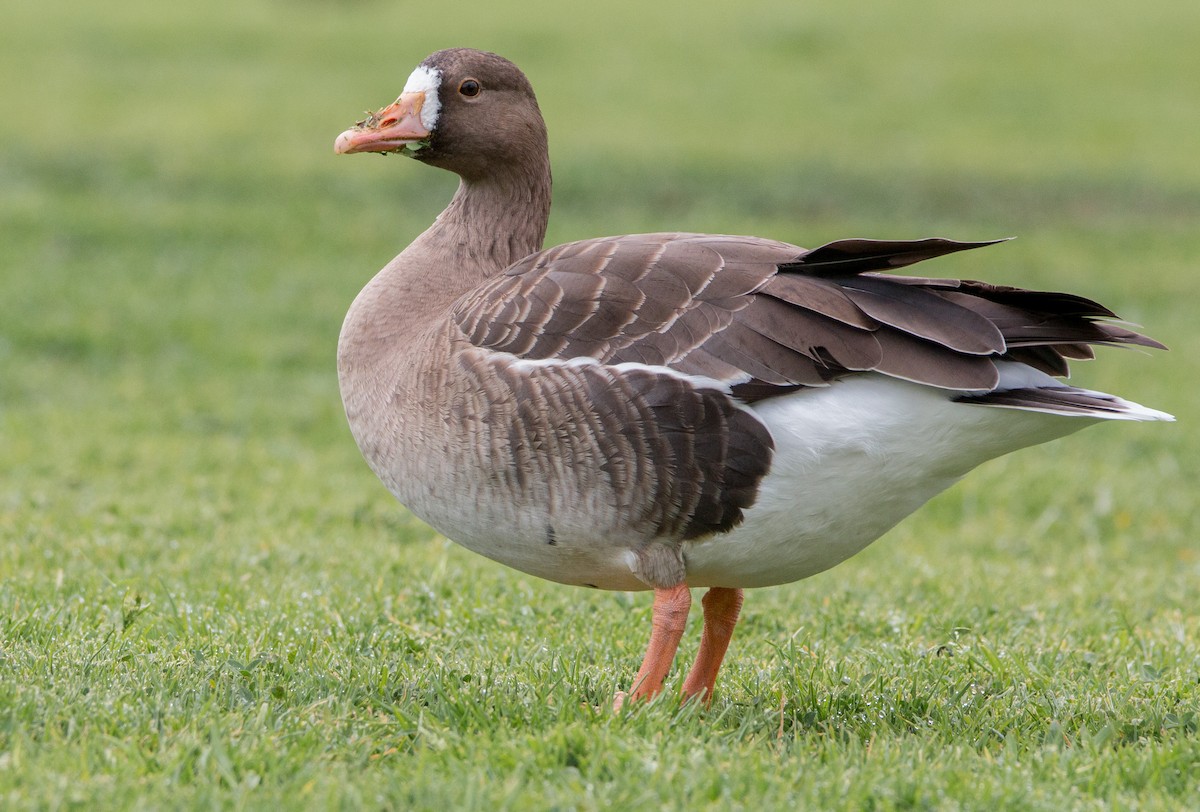 Greater White-fronted Goose - ML418640201