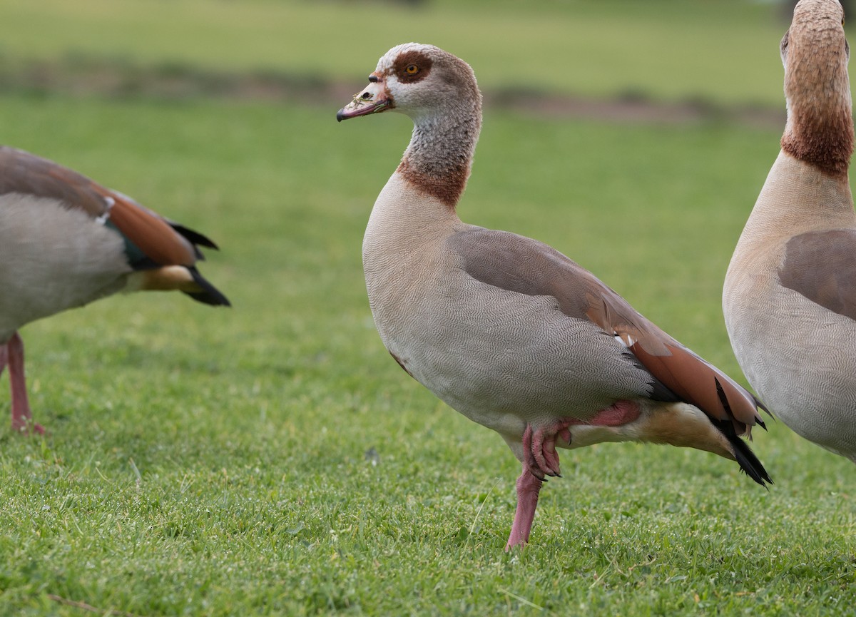 Egyptian Goose - ML418640591