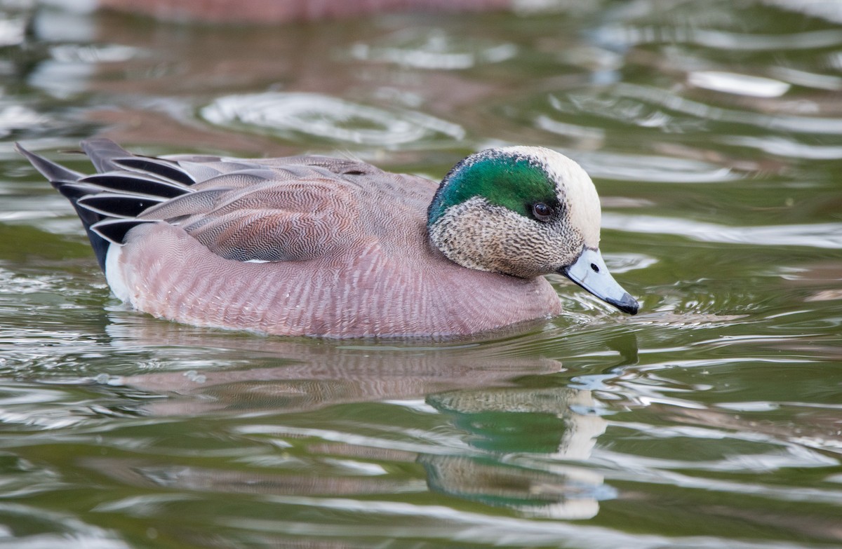 American Wigeon - ML418640781