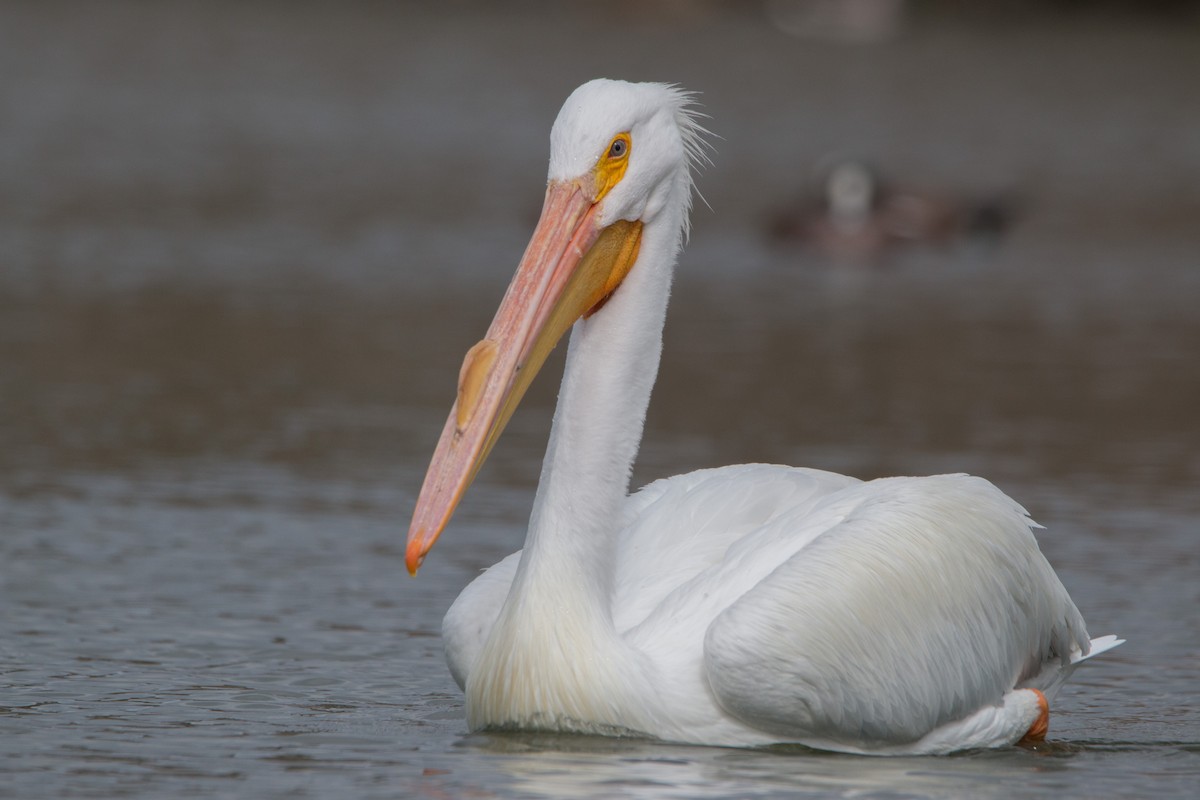 American White Pelican - ML418641011