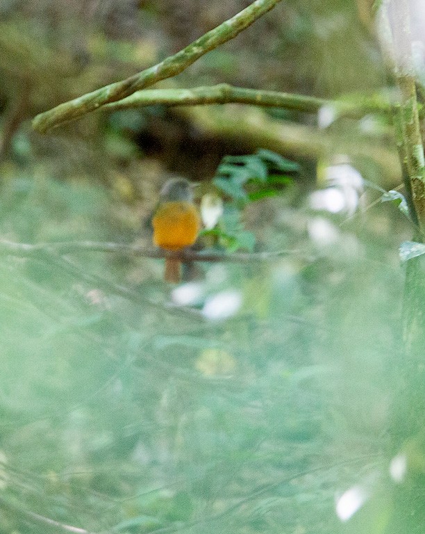 Gray-hooded Flycatcher - Peter Candido