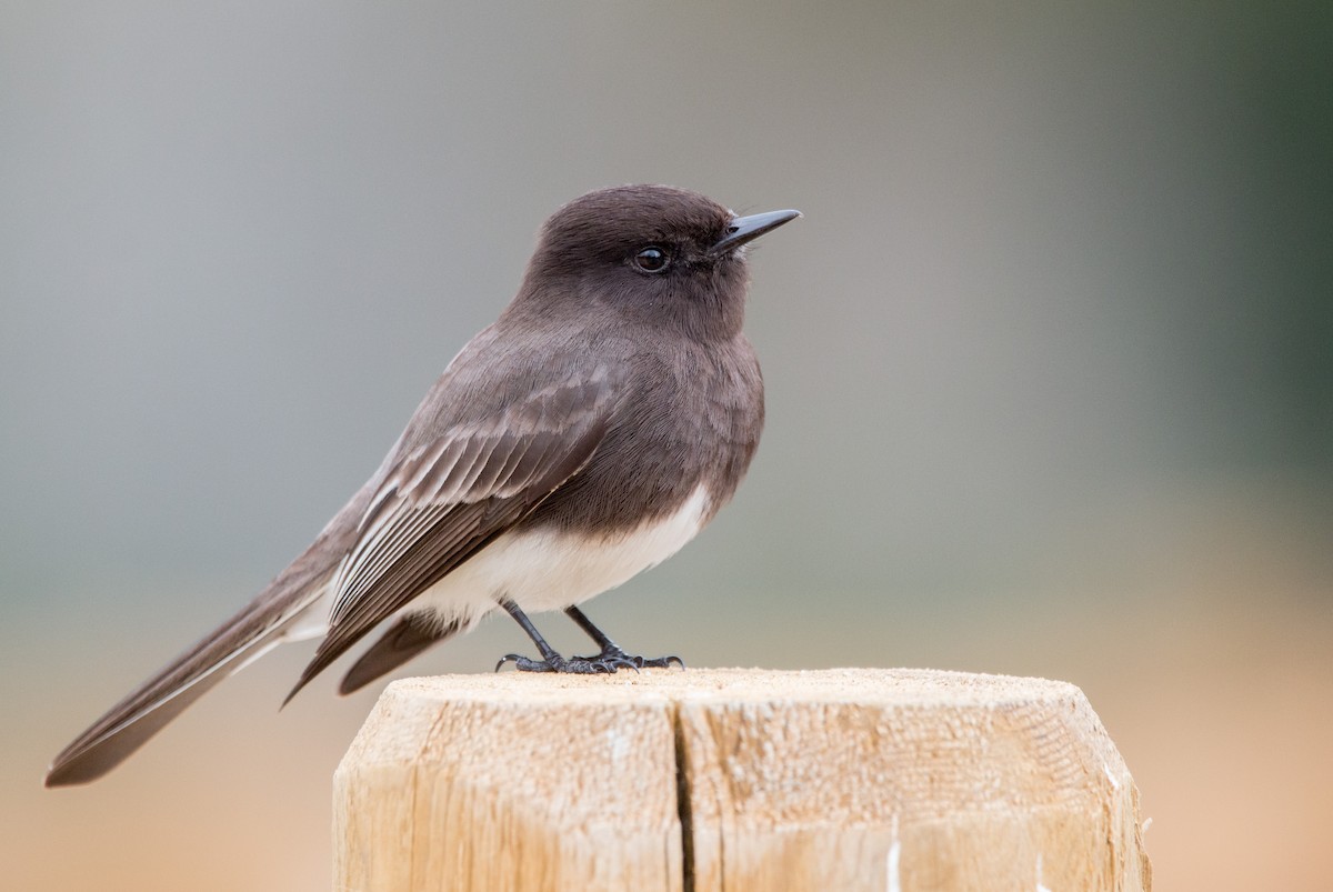 Black Phoebe - ML418641301