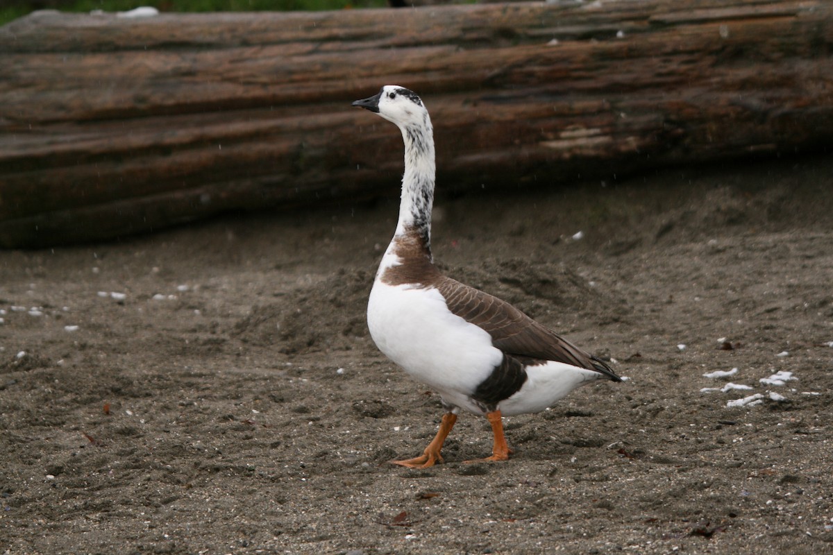 ML41864171 Swan Goose x Canada Goose hybrid Macaulay Library