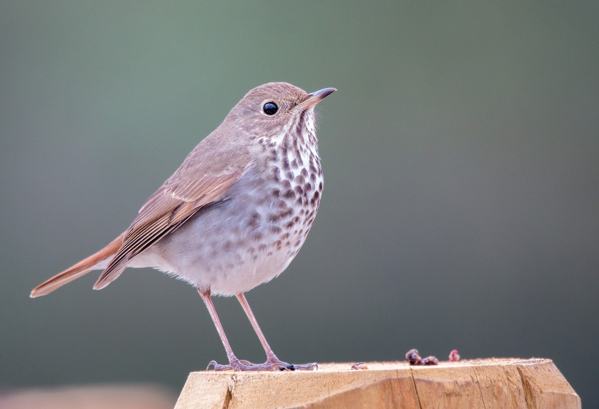 Hermit Thrush - ML418641901