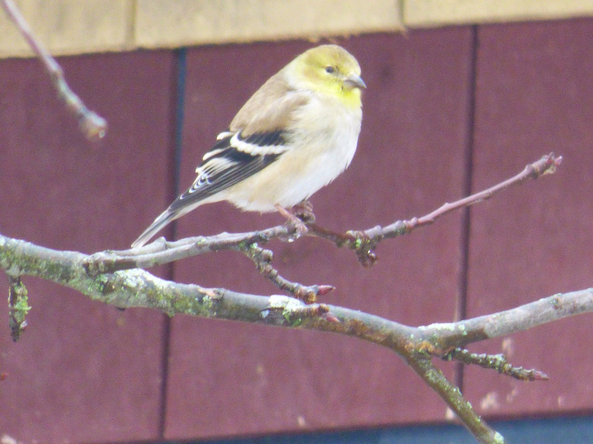 American Goldfinch - ML418642451